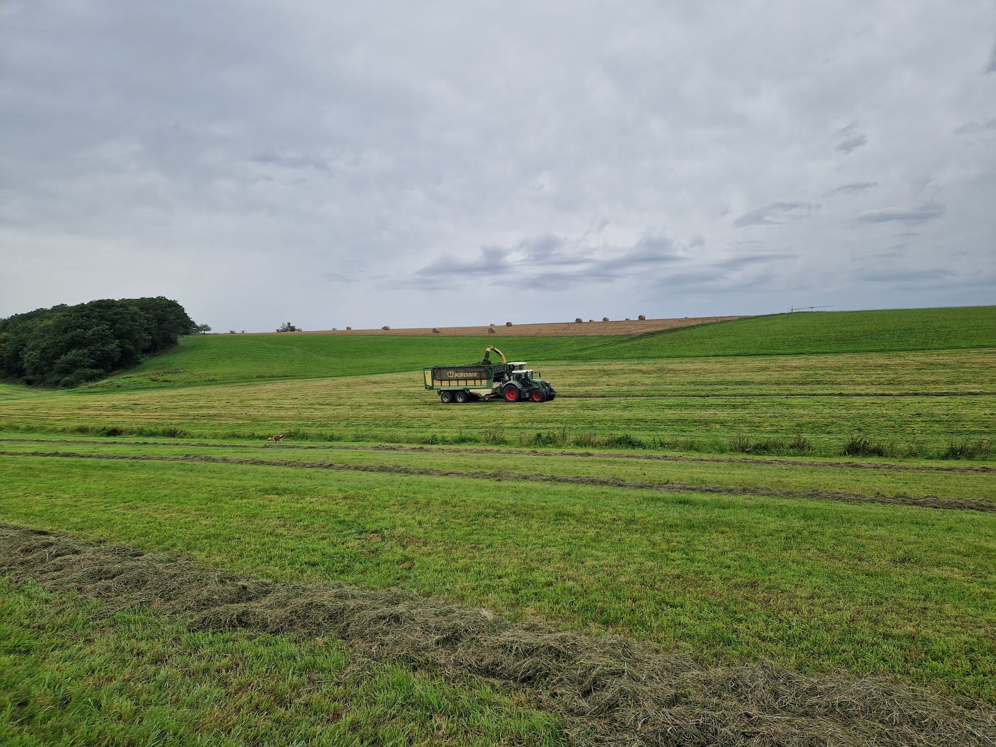 Häckseln auf gemähtem Feld im Hunsrück